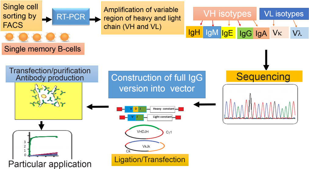 Recombinant Antibody Technology (1024x575), Png Download