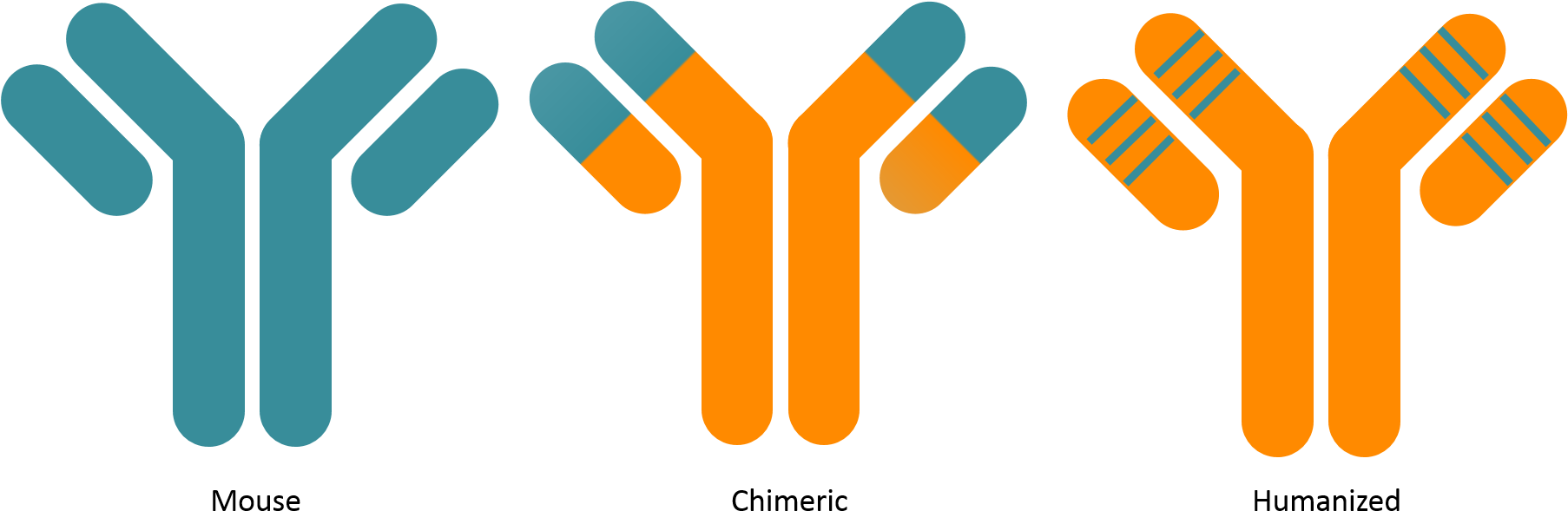 Antibody Humanisation - Antibody (1821x621), Png Download