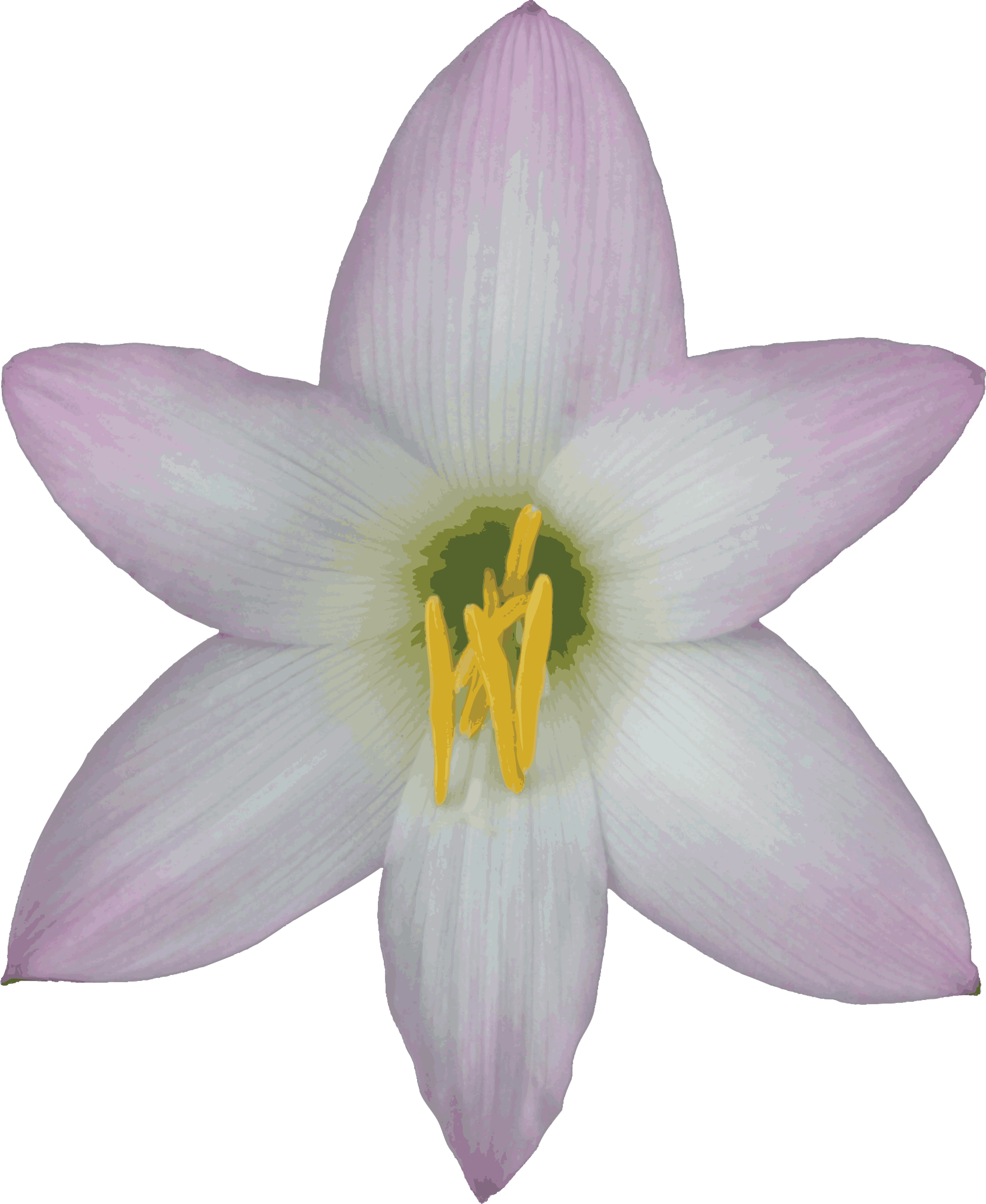 6 Kbytes, Pictures, Id - Lily Flower No Background (1657x2024), Png Download