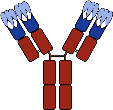 440px-antibody With Cdrs - Antibody Sketch (440x440), Png Download