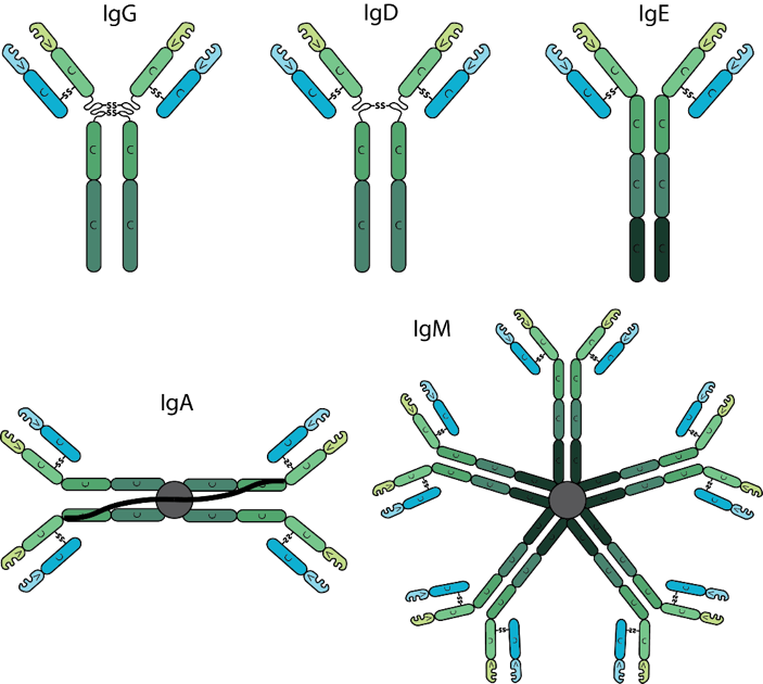 The Various Antibody Isotypes Differ In Their Biological (703x630), Png Download