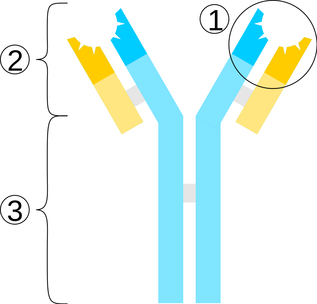 File - Antibody Scheme - Svg - Ig M (1068x1024), Png Download