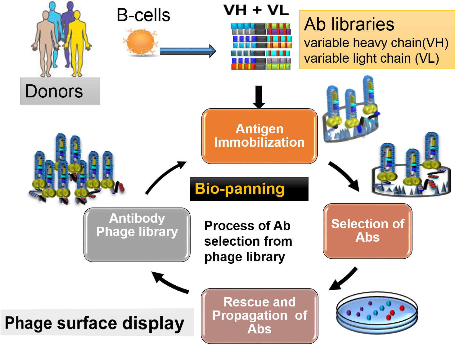Overview Of Antibody Library Production And Selections - Naive Antibody Library (1528x1122), Png Download