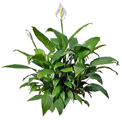 Peace-lily - Lily Plant Png (400x400), Png Download