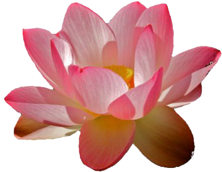 Water Lily Png File - Transparent Water Lily Png (500x404), Png Download