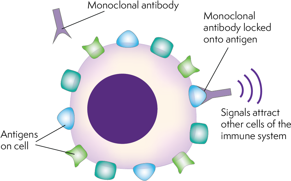 Shaped Monoclonal Antibodies Locking On To The Antigens - Antibody Immune System (1009x623), Png Download