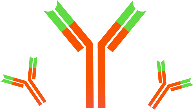 All Of These Methods Had Shortcomings Through Immune - Antibody Clipart (670x382), Png Download