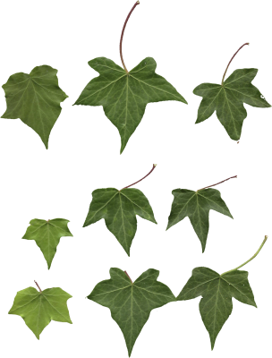 Mainpicture - Leaf (304x400), Png Download