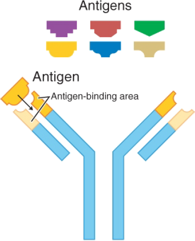 Antigens And Antibiotics (756x889), Png Download