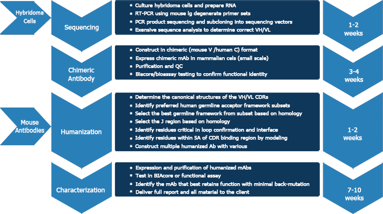 The Successful Rate Of Achieving Humanized Antibody - Antibody Humanization (770x430), Png Download