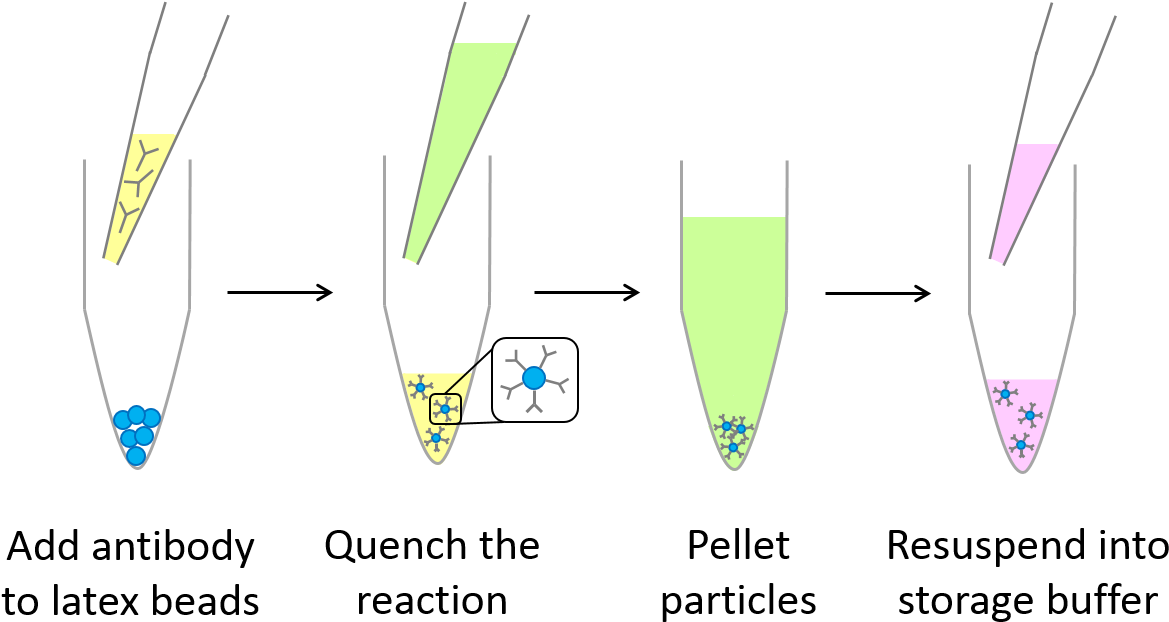 Expedeon's Latex Bead Conjugation Process - Latex Bead (1226x654), Png Download
