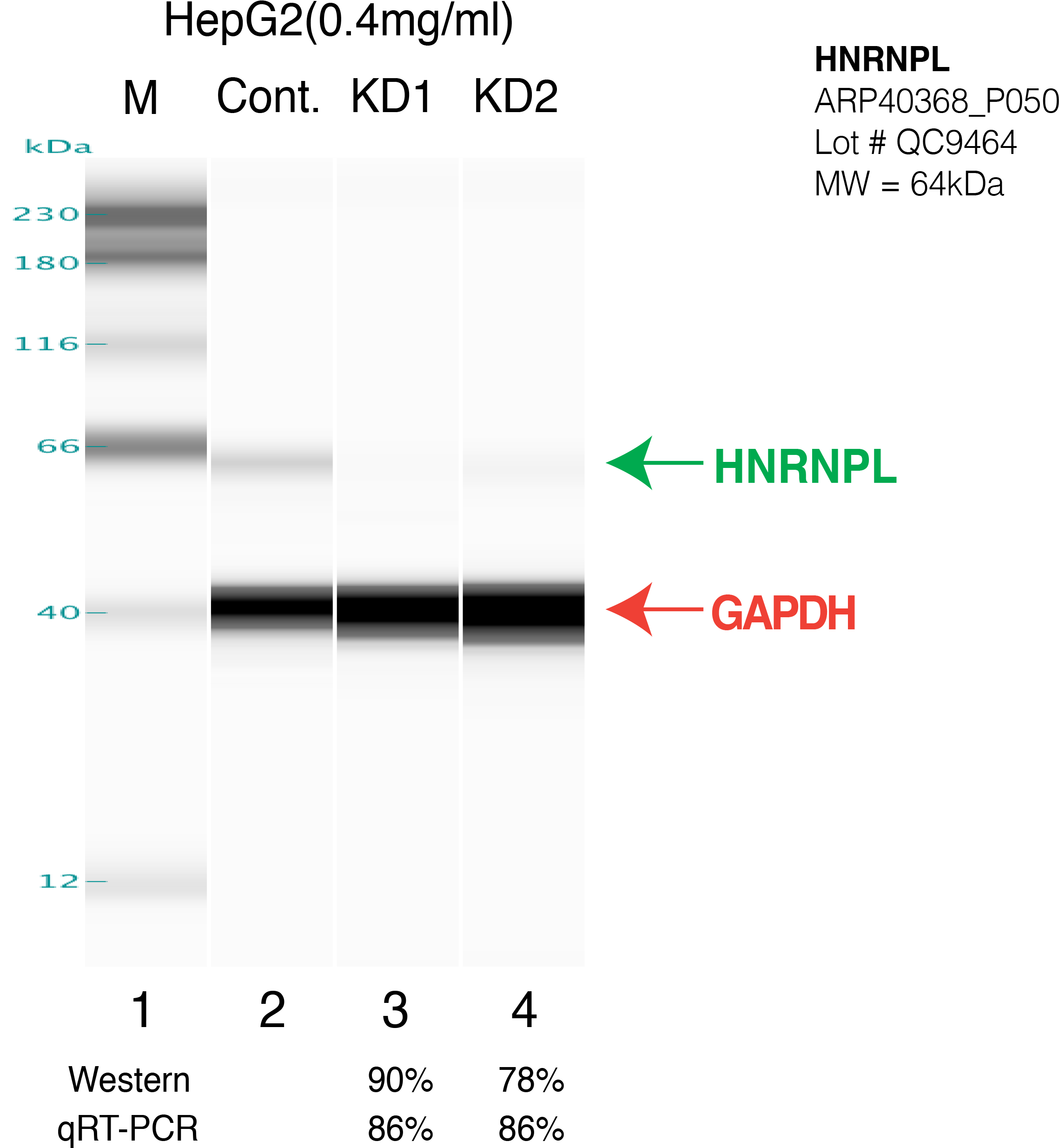 Hnrnpl Hepg2 Fu's - Comme Des Garcons (2353x2537), Png Download