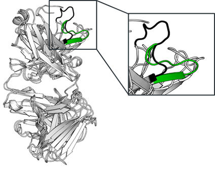 Southampton Scientists Discover How To See Antibodies - Illustration (424x339), Png Download