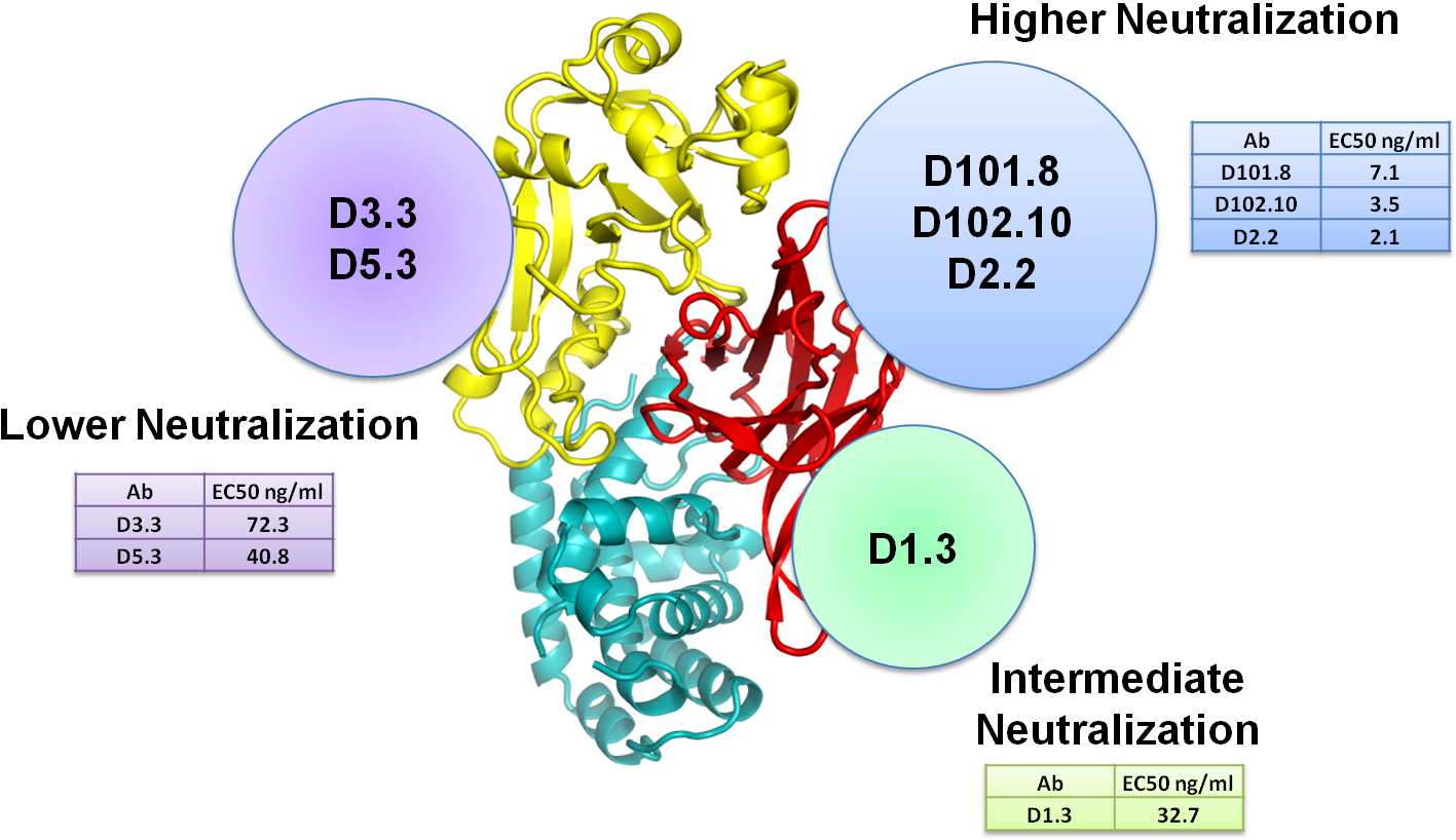 We Were Able To Characterize Three Groups Of Human - Diphtheria (1453x843), Png Download