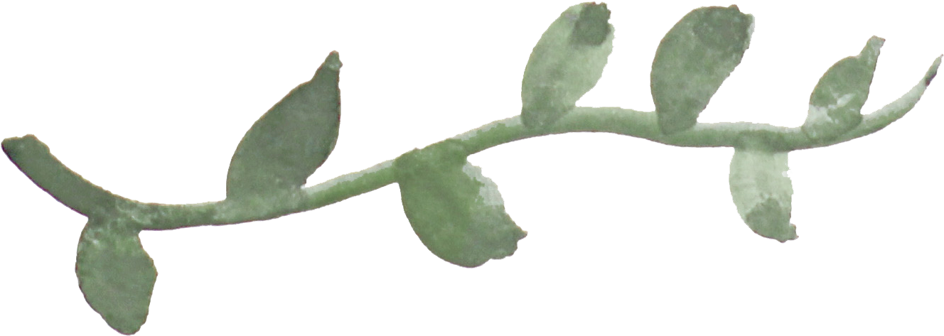 Vine (1446x558), Png Download