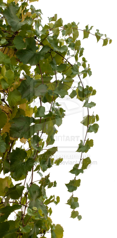 Vine Png Transparent (400x809), Png Download