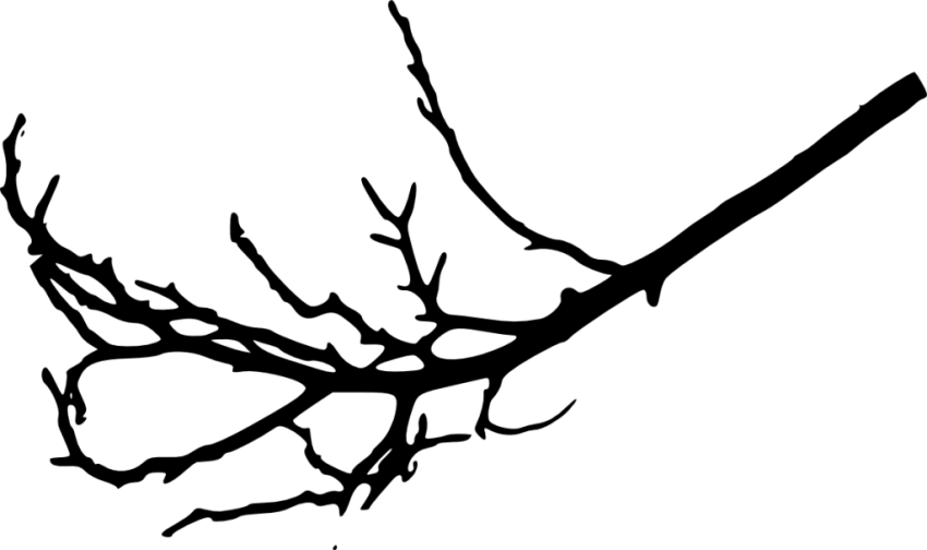 Free Png Tree Branches Silhouette Png Images Transparent - Tree Branch Silhouette Png (850x504), Png Download