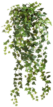 Graphic Free Download Common Clip Art Fluffy Decorative - Vines Transparent (600x500), Png Download