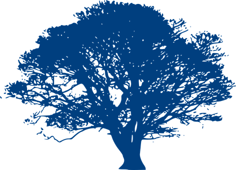 Oak Tree Branches Tall Nature Silhouette W - Blue Oak Tree Logo (472x340), Png Download