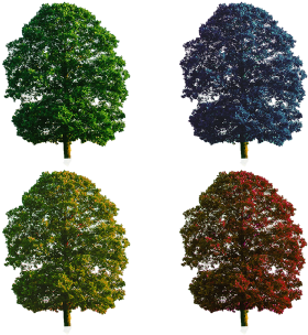 Tree Colored Tree Element, Tree, Nature, Vector Png - English Italian Bible No14 (360x360), Png Download
