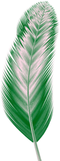 Vintage Feather Clip Art - Feather (246x522), Png Download