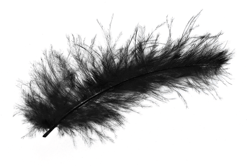 Free Png Feather Png Images Transparent - Transparent Background Black Feather Png (850x594), Png Download