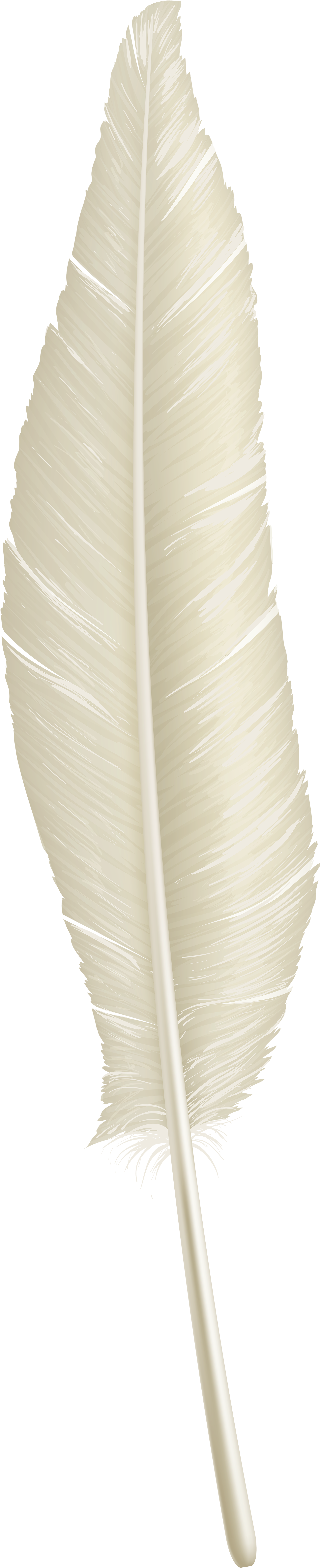 White Feather Png Download - Palm Tree (2037x8000), Png Download