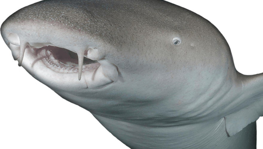 Shark Foreground 2 - Great White Shark (880x500), Png Download