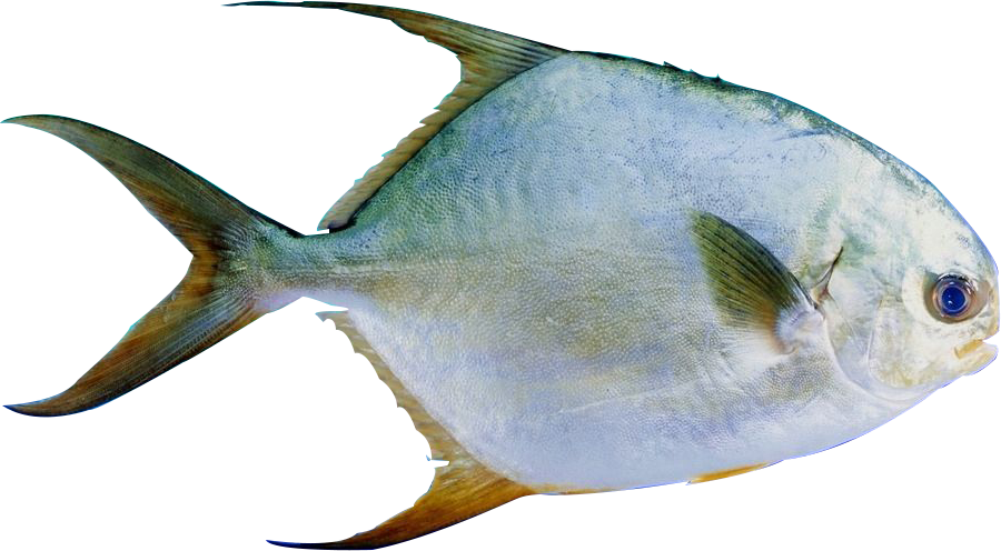 鲳 鱼 图片 (900x496), Png Download