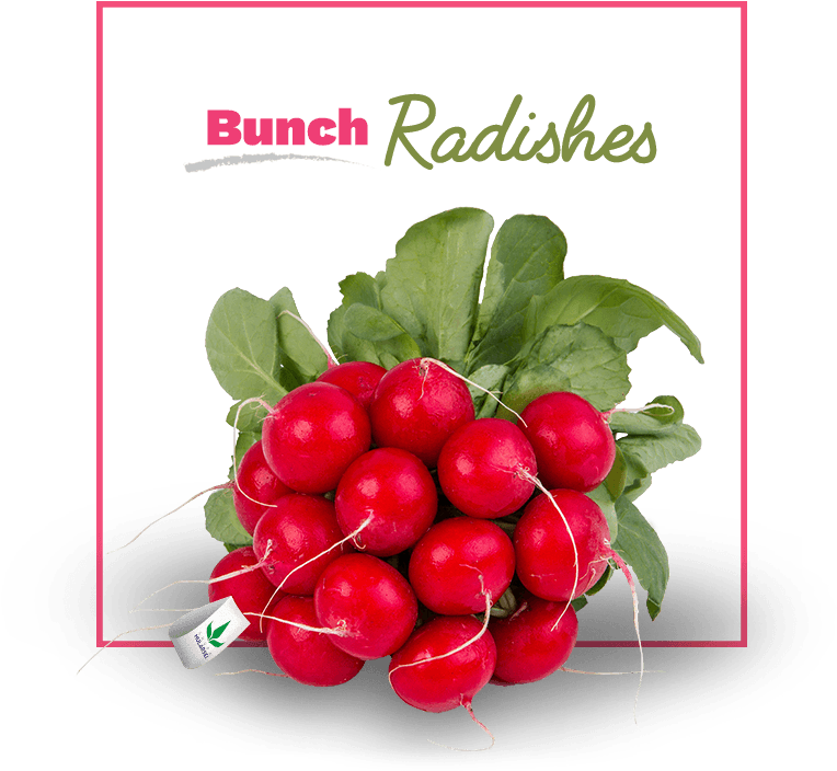 Radishes - Radish (818x705), Png Download