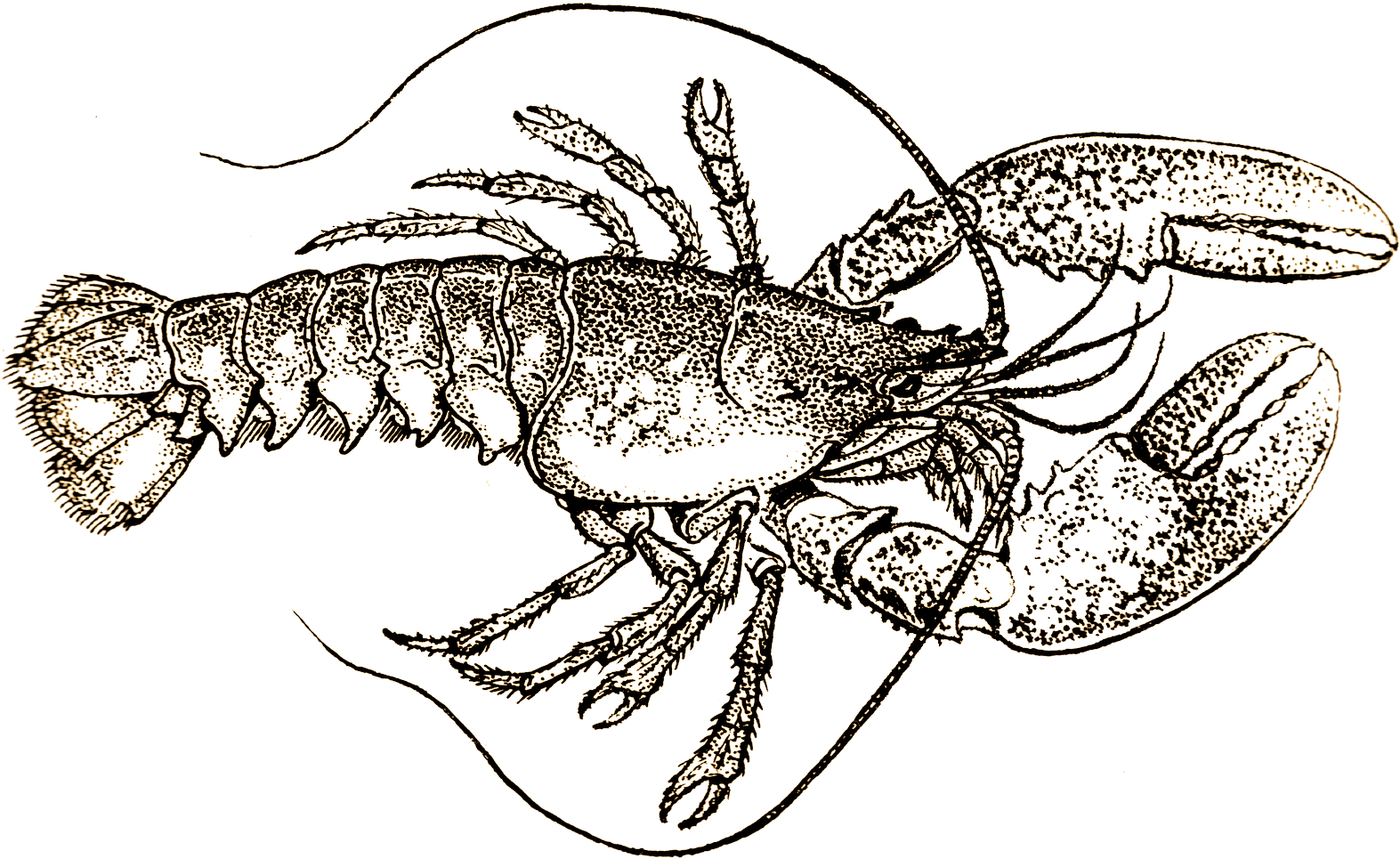 Drakes Fish And Chips - Lobster Black And White Drawing (1600x991), Png Download