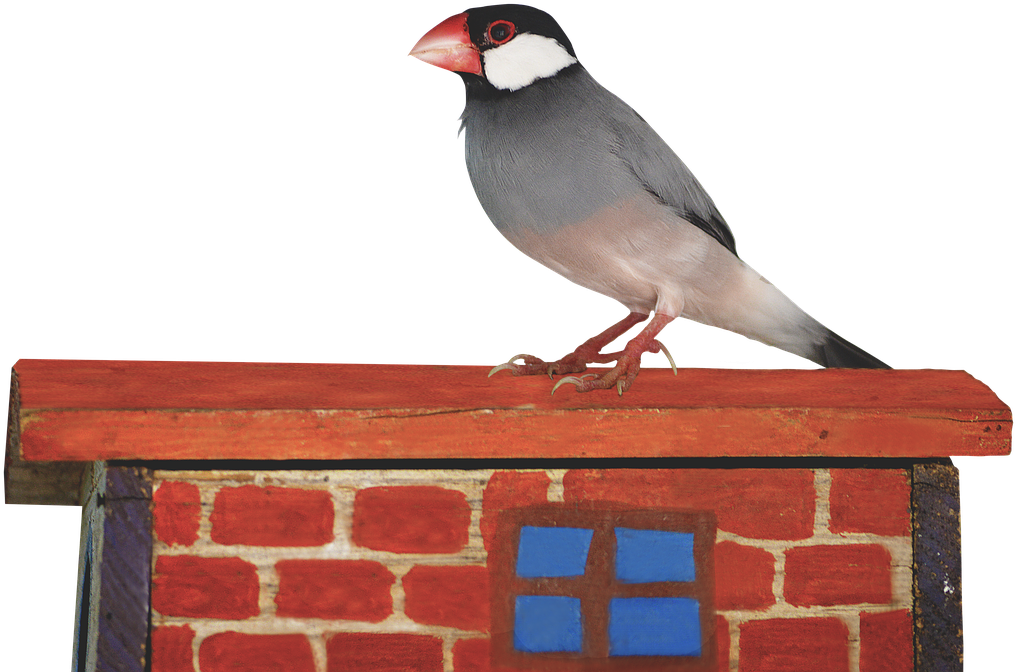 Png Java Sparrow Sparrow - Java Birds Png (1280x851), Png Download