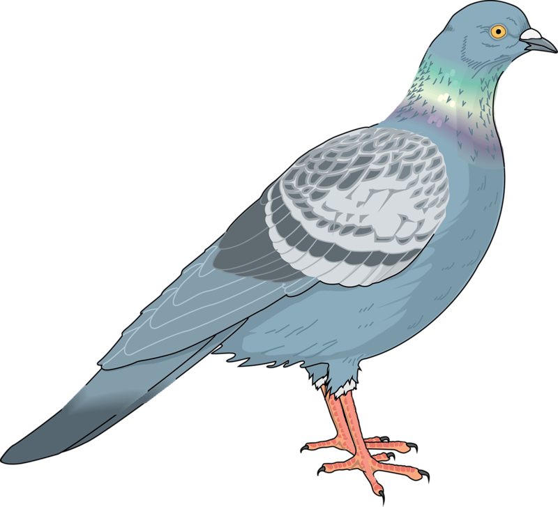 Homing Pigeon Columbidae Bird Clip Art - Pigeon Vector (800x727), Png Download