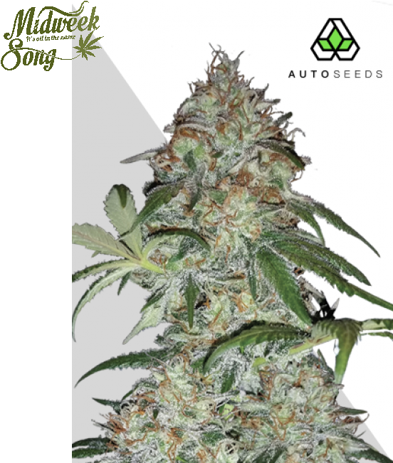 Auto Seeds Sucker Punch Cannabis Seeds - Autoflowering Cannabis (650x650), Png Download