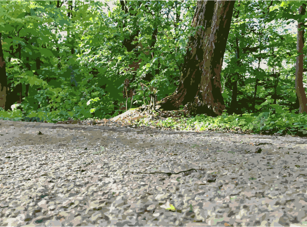 Nature Reserve Tree Soil Deciduous - Grove (1011x750), Png Download