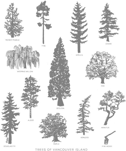 Western Yellow Pine (650x743), Png Download