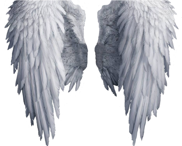 Angel Wings Png - Transparent Background Angel Wings Png (640x480), Png Download