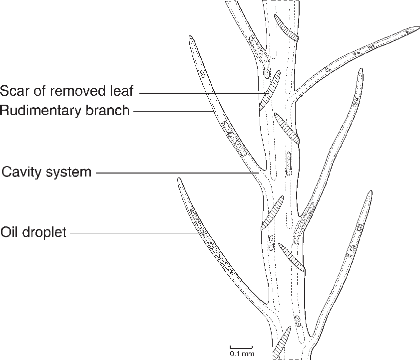 Moss Drawing Scientific - Line Art (841x722), Png Download