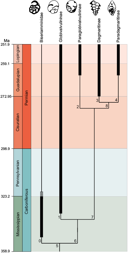 Thick Lines Represent The Known Stratigraphic Ranges - Diagram (526x1036), Png Download