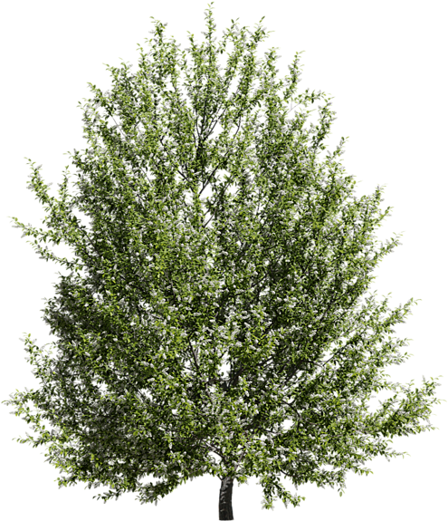 Previous - Next - Mexican Pinyon (1200x675), Png Download