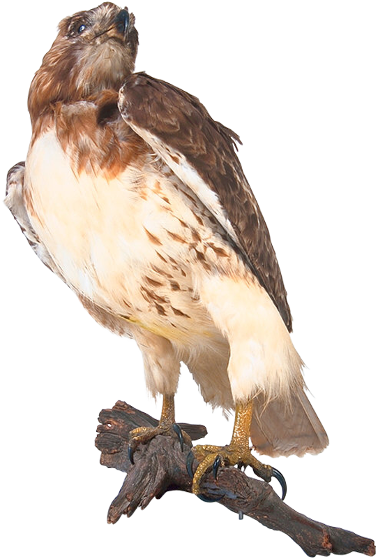 0575 Photoobject - سكرابز صقور (542x800), Png Download