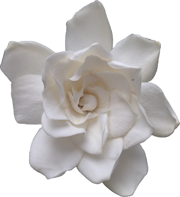 Tinybuffpixels The Most - Gardenia Transparent (600x654), Png Download