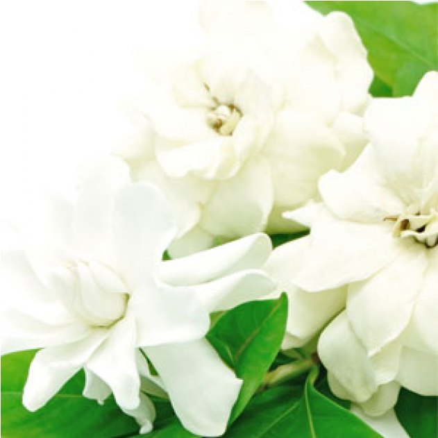 ❤ White Gardenia Fragrance Oil For Making Candles, - Gardenia (1200x630), Png Download
