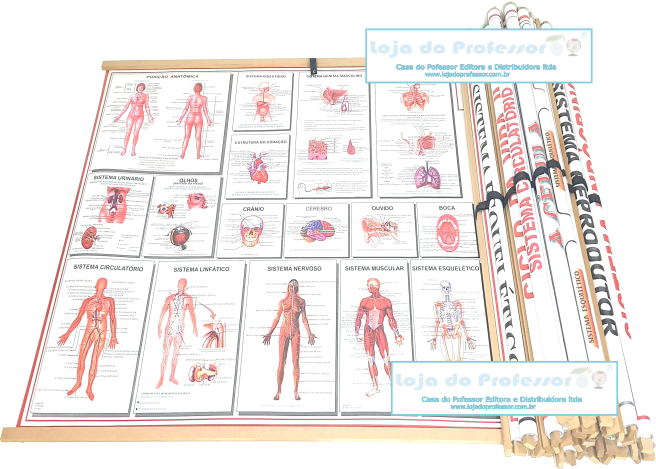Mapa Do Corpo Humano (656x469), Png Download