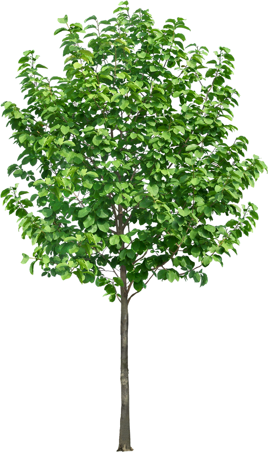 #tree #branches #leaves #palm Tree #autumn Tree #tree - Trees In Section Png (962x1600), Png Download