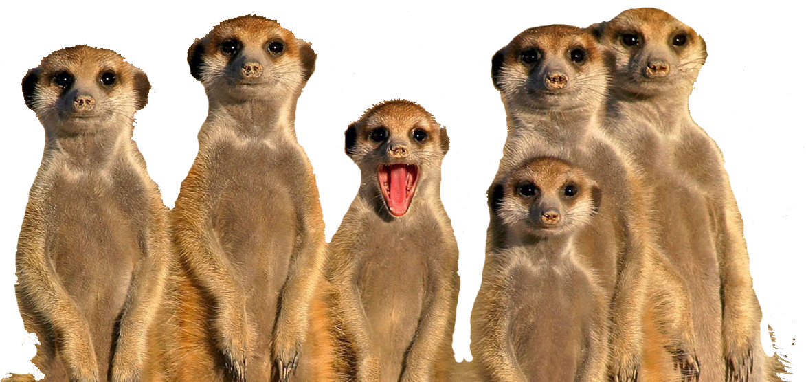 Meerkats - There's Always One Who Ruins The Family (1173x556), Png Download