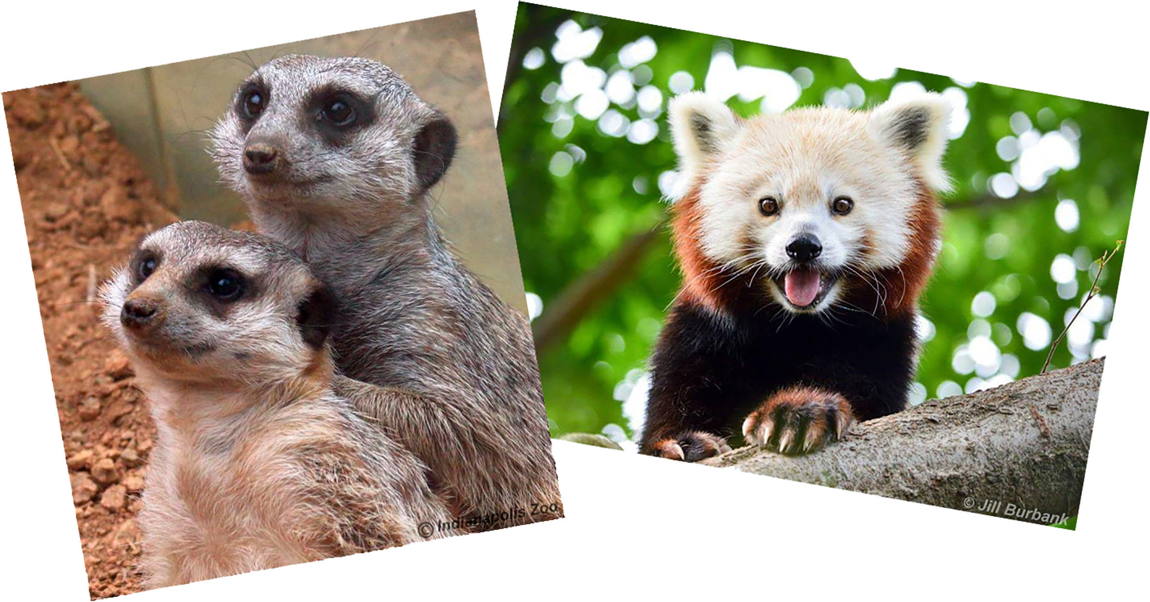 Admin Animal - Meerkat (3000x1842), Png Download