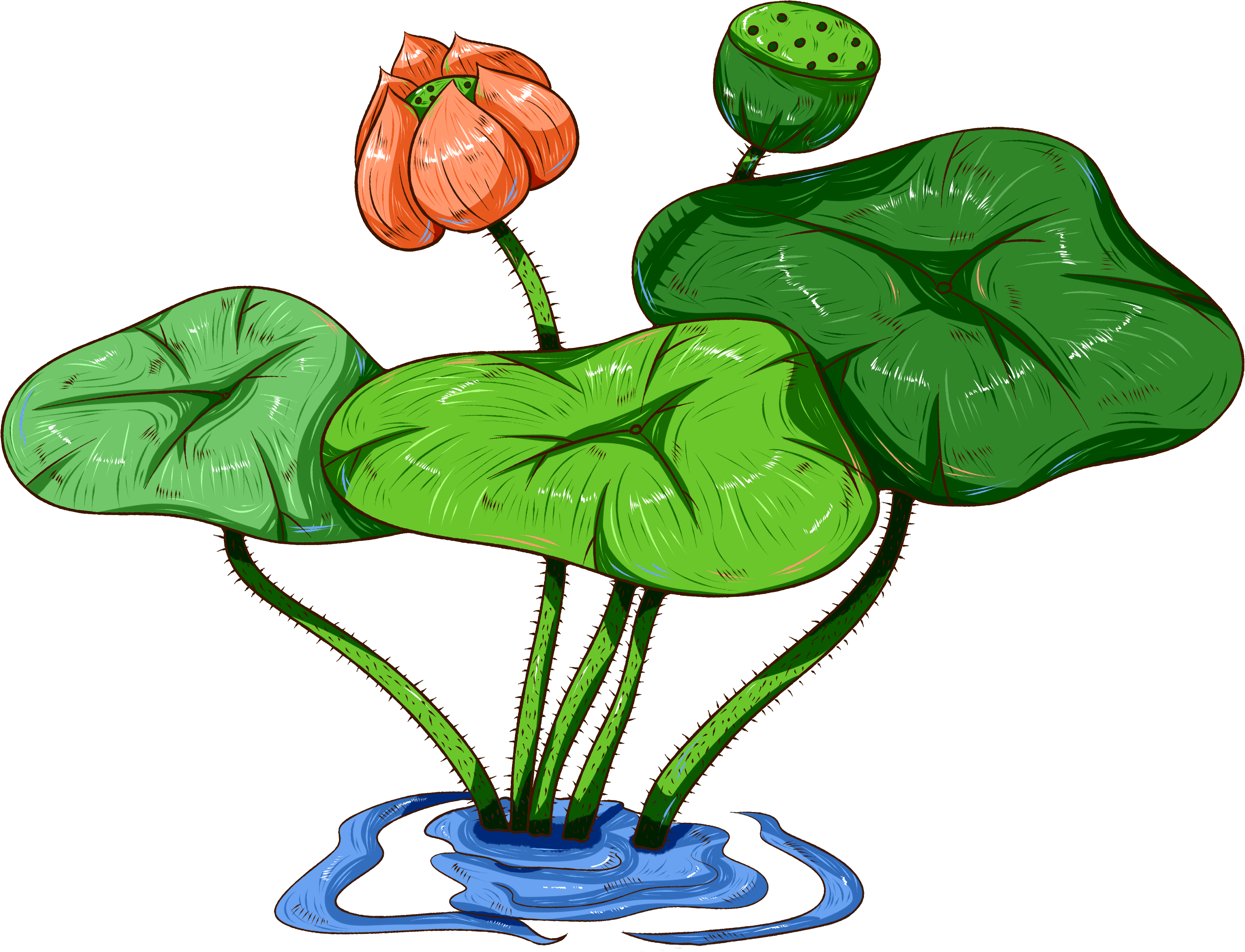 Original Commercial Hand Painted Aquatic Plants Png - ดอกบัว ฝักบัว (4000x4000), Png Download