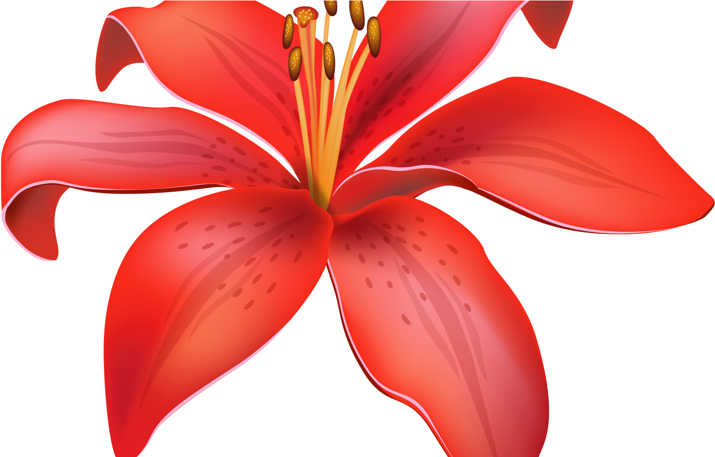 Lily (1440x900), Png Download