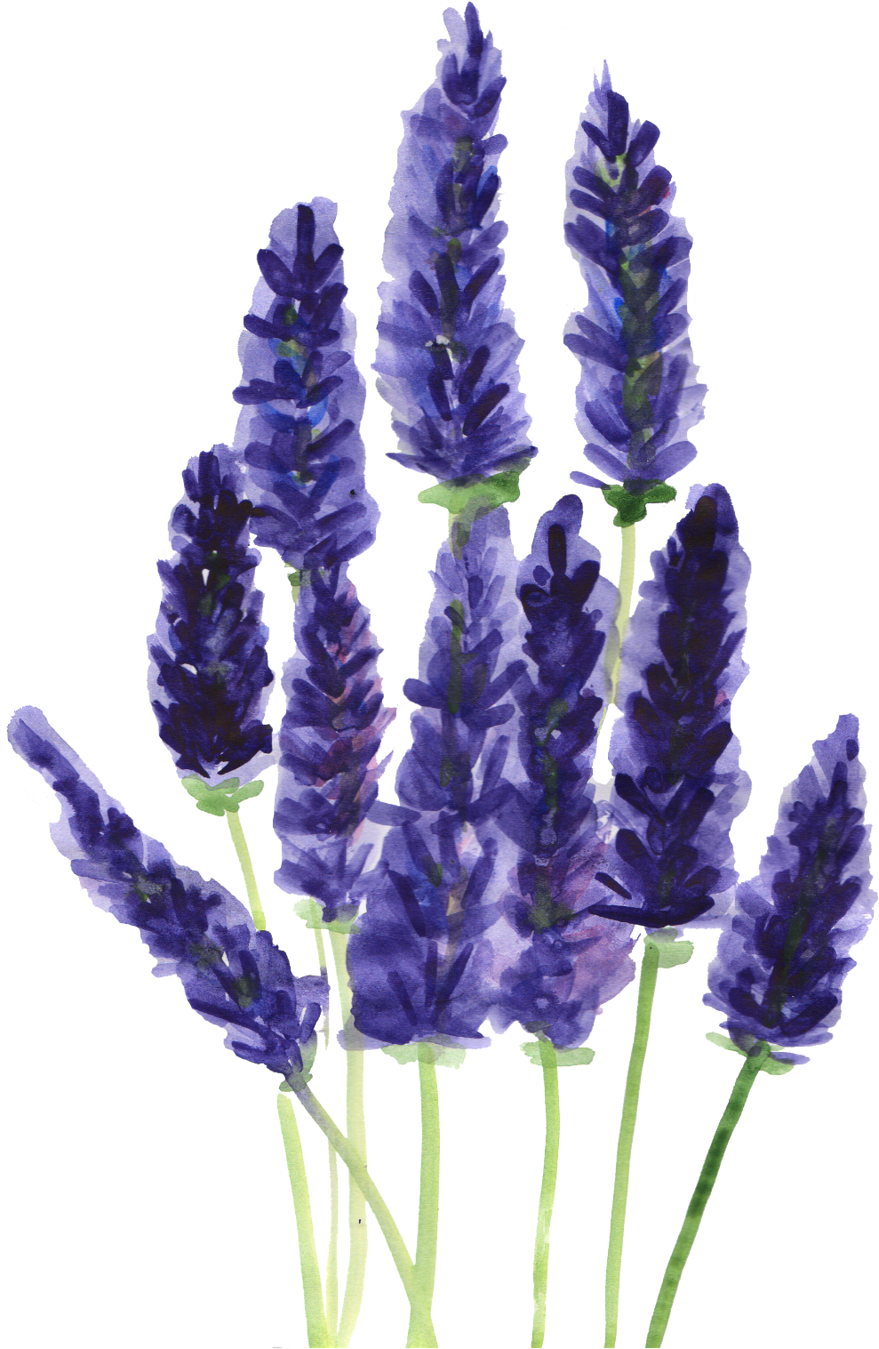 Ftestickers Watercolor Flowers Report Abuse - Best Lavender Flower Png (1024x1587), Png Download